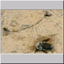 Andrena vaga - Weiden-Sandbiene -05- w20 13mm mit Faecherfluegler 5 mm.jpg